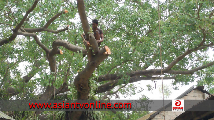 ধামরাইয়ে ইউপি চেয়ারম্যানের বিরুদ্ধে শতবর্ষী বটগাছ কেটে ফেলার অভিযোগ