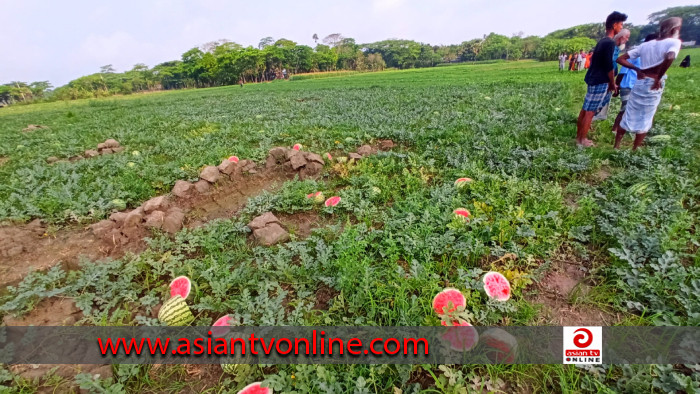 চরফ্যাশনের দুলারহাটে দুর্বৃত্তরা কেটে নিলো ১ একর জমির তরমুজ