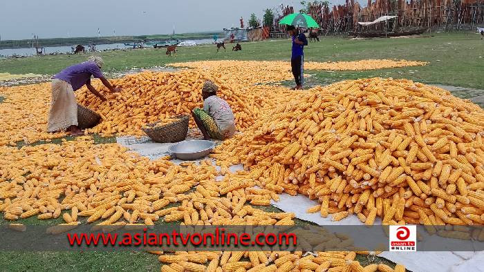 হাওরে ভুট্টার বাম্পার ফলনে কৃষকদের মুখে হাসি