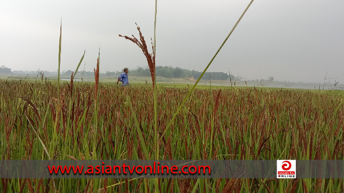 পার্বত্য অঞ্চলে প্রথম ব্লাক রাইসের আবাদ