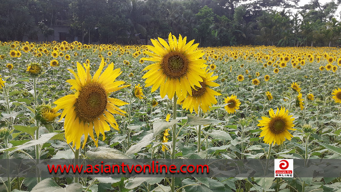 চরফ্যাশনে সূর্যমুখীর হাসিতে হাসছে কৃষক