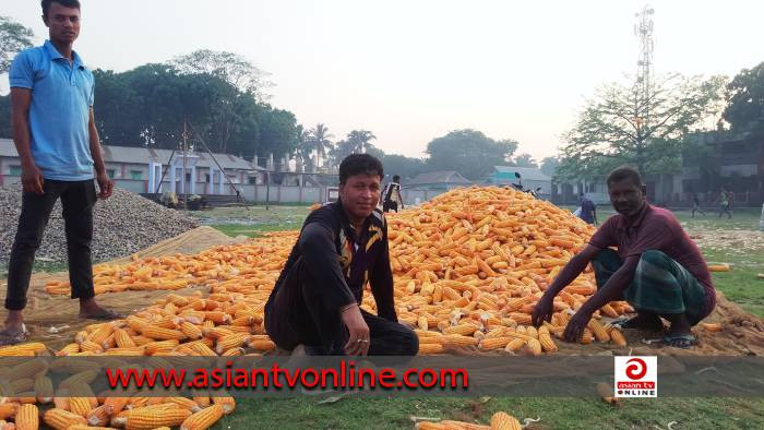 ভুট্টার দাম কমে যাওয়ায় মাথায় হাত চাষিদের