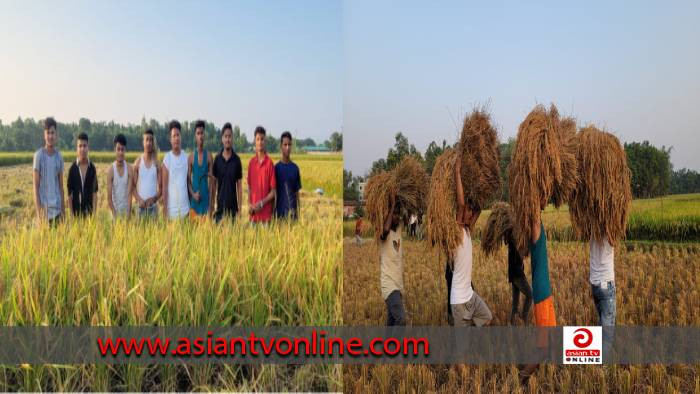 রামুতে কৃষকের ধান কেটে দিচ্ছে ছাত্রলীগ