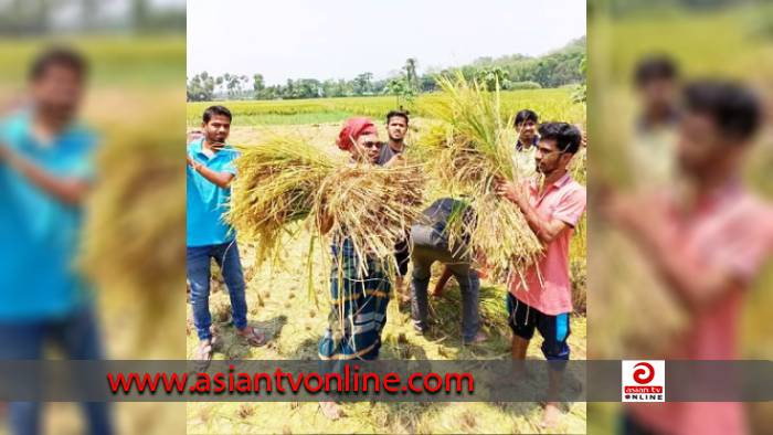 কৃষকের ধান কেটে দিল কুবি শাখা ছাত্রলীগ