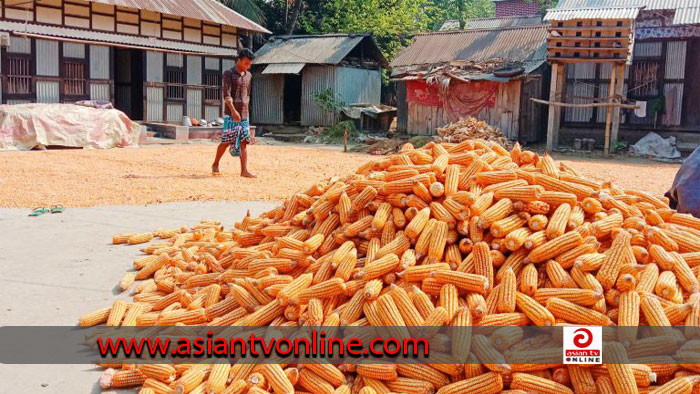 ভুট্টার ন্যায্যমূল্য না পেয়ে বিপাকে মতলব উত্তরের চাষীরা