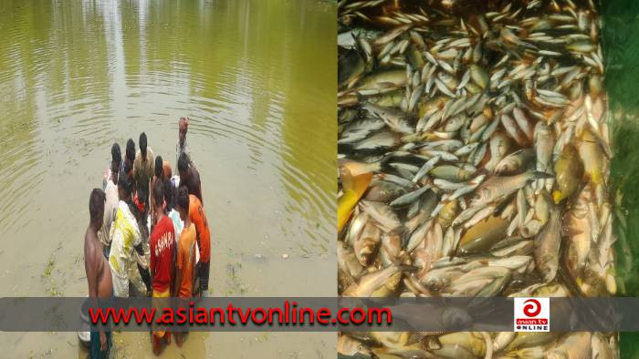 কালাইয়ে আওয়ামী লীগ নেতার পুকুরে বিষ প্রয়োগে মাছ নিধন