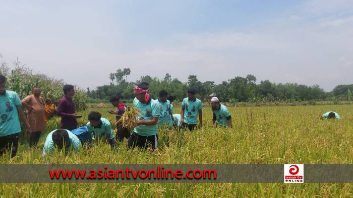 হিলিতে কৃষকের ধান কেটে দিলো ছাত্রলীগ