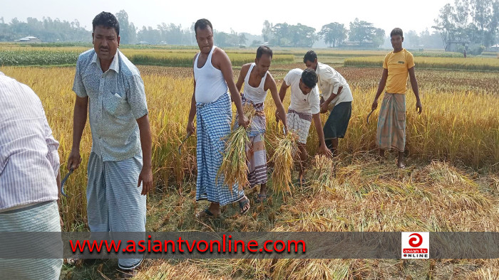 কুতুবদিয়ায় কৃষকের ধান কেটে ঘরে পৌঁছে দিল যুবলীগ