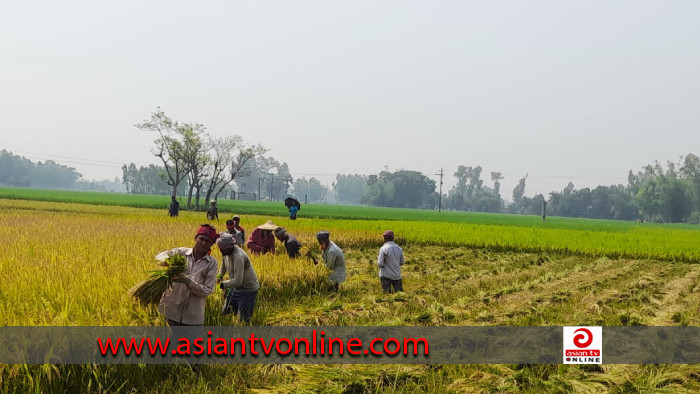 বোরো ধান কাটার অপেক্ষায় কালাইয়ের কৃষকরা, বাম্পার ফলনের প্রত্যাশা