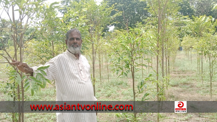 আগর চাষে সফলতার স্বপ্ন দেখছেন কালীগঞ্জের সিদ্দিকুর রহমান