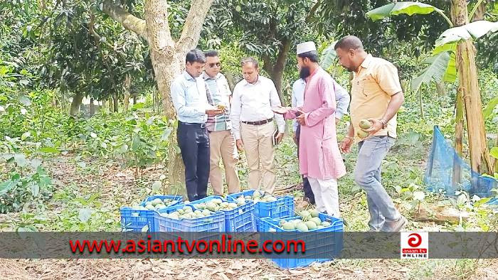 প্রথমবারের মত ইউরোপে যাচ্ছে শার্শার হিমসাগর আম