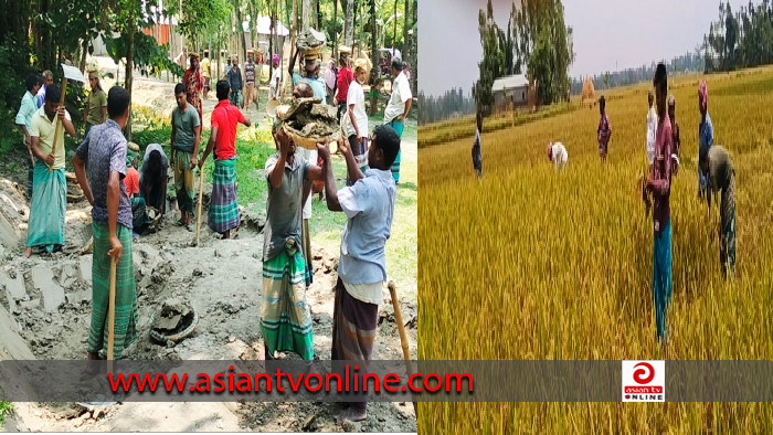 ফুলবাড়ীতে কর্মসৃজন প্রকল্পের শ্রমিক দিয়ে ব্যক্তিগত ধান কাটার অভিযোগ