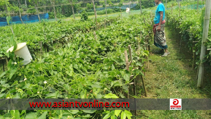 শার্শার মাঠে মাঠে ঝুলছে সবুজ রঙের ঝিঙে-পটল