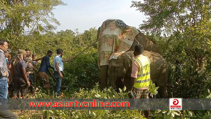 অবশেষে চিকিৎসা পেয়ে বনে ফিরলো বন্য হাতি