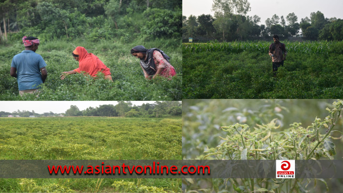 মরিচ চাষে লোকসান: দুশ্চিন্তায় কৃষকরা