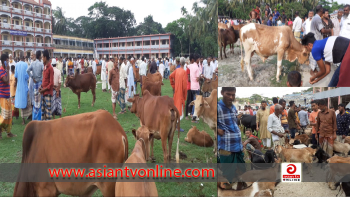 ঈদকে সামনে রেখে চরফ্যাশনে জমে উঠেছে গরুর হাট