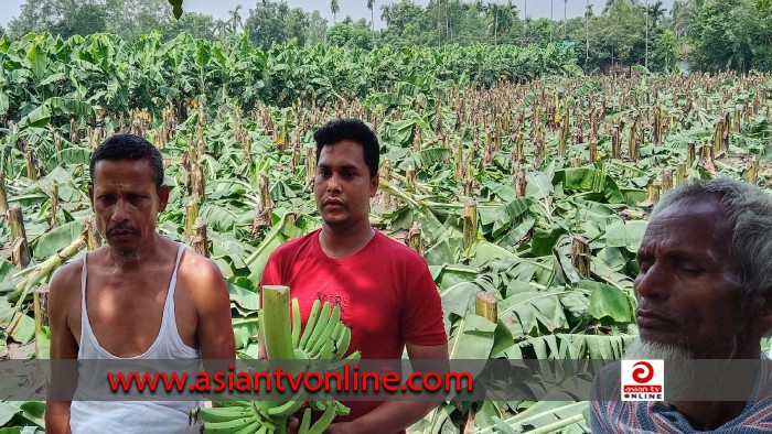 সৈয়দপুরে মহিলা মেম্বারের বিরুদ্ধে কলাবাগান কেটে ফেলার অভিযোগ