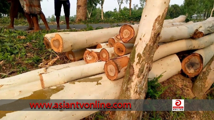 বীরগঞ্জে ক্ষমতার দাপটে কেটে ফেললেন সরকারি গাছ