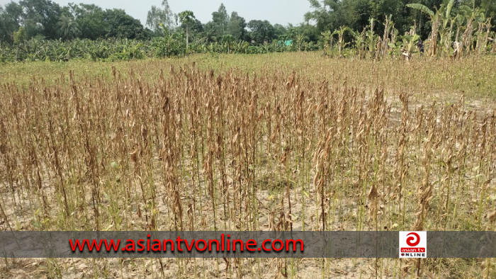 বদলগাছীতে কিটনাশক প্রয়োগে পাটক্ষেত ধ্বংস করার অভিযোগ