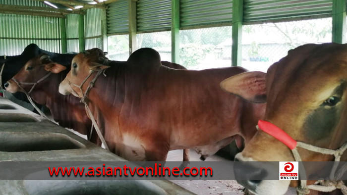 ঈদুল-আযহাকে সামনে রেখে ব্যস্ত বীরগঞ্জের প্রান্তিক খামারিরা