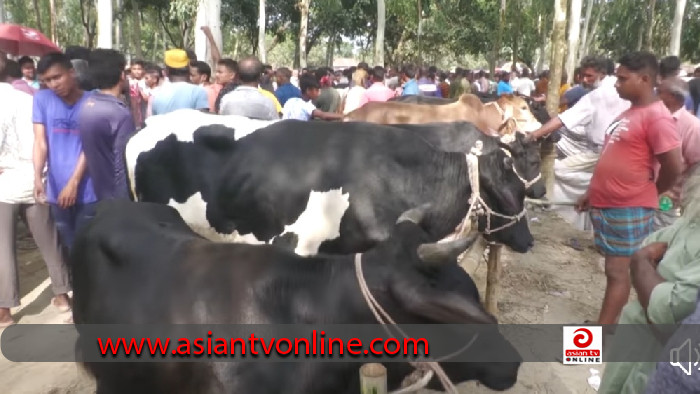 সৈয়দপুরে জমে ওঠেছে কুরবানির পশুর হাট