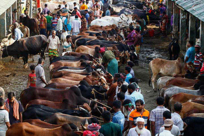 রাজধানীতে জমে উঠেছে বিভিন্ন পশুর হাট