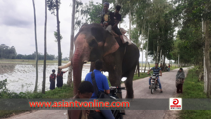 হাতি দিয়ে চাঁদা আদায়, অতিষ্ঠ ব্যবসায়ী-পথচারীরা