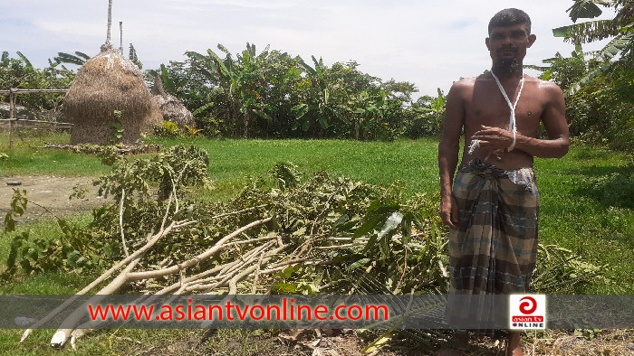 দুলারহাটে পূর্ব শত্রুতার জেরে কৃষকের চারা গাছ কেটে দিয়েছে প্রতিপক্ষ