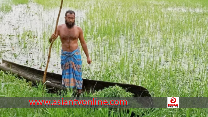 মতলব উত্তরে হারিয়ে যাচ্ছে তালের নৌকা