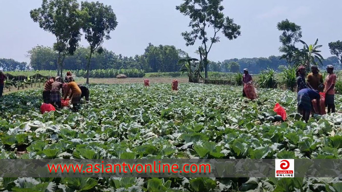 অসময়ে বাঁধাকপি চাষে মেহেরপুরের চাষিদের সাফল্য