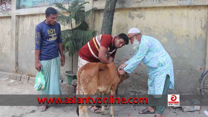 নওগাঁয় লাম্পি স্কিন রোগে মারা যাচ্ছে গরু