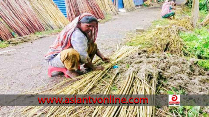 মতলবে পাটের বাম্পার ফলন হলেও দামে হতাশ কৃষক