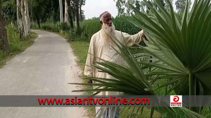 ৫৫ হাজার তালগাছ লাগিয়ে প্রশংসায় ভাসছেন ঠাকুরগাঁওয়ের খোরশেদ