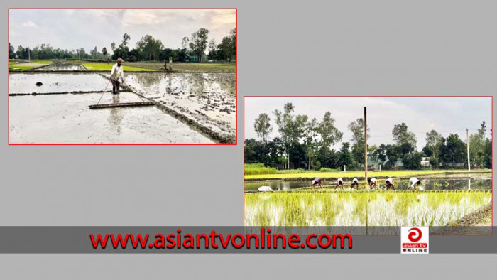 রোপা আমন আবাদে ব্যস্ত কাজিপুরের কৃষকরা