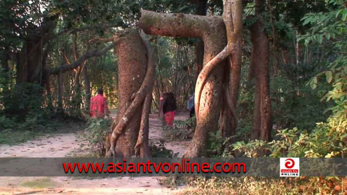 নজড় কাড়ছে নরসিংদীর ১০০ বটের ভুতুড়ে বাগান