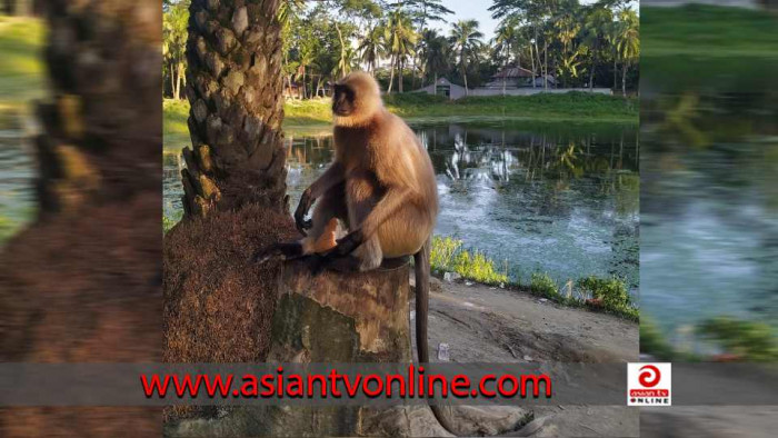 খাবারের সন্ধানে পাথরঘাটার লোকালয়ে মুখপোড়া হনুমান