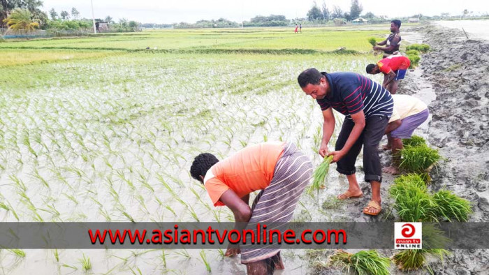 রামপালে তীব্র লবণাক্ততার মধ্যেও আমন চাষে ব্যস্ত চাষীরা