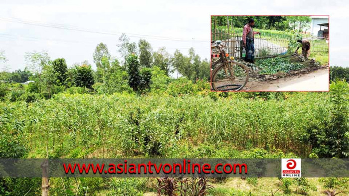 ঘোড়াঘাটে অবাধে বিক্রি হচ্ছে নিষিদ্ধ ইউক্যালিপটাস