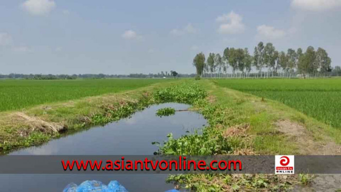 ১০ বছর পর আমন চাষের আওতায় এলো দুই হাজার একর জমি