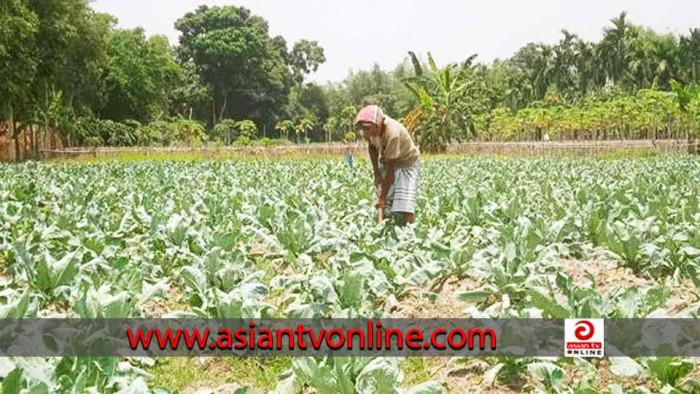 সৈয়দপুরে আগাম শীতের সবজি চাষে ব্যস্ত কৃষকরা