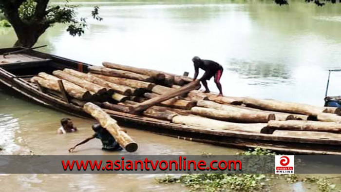 কাপ্তাই লেক দিয়ে পাচারকালে সেগুন ও গামার কাঠ আটক