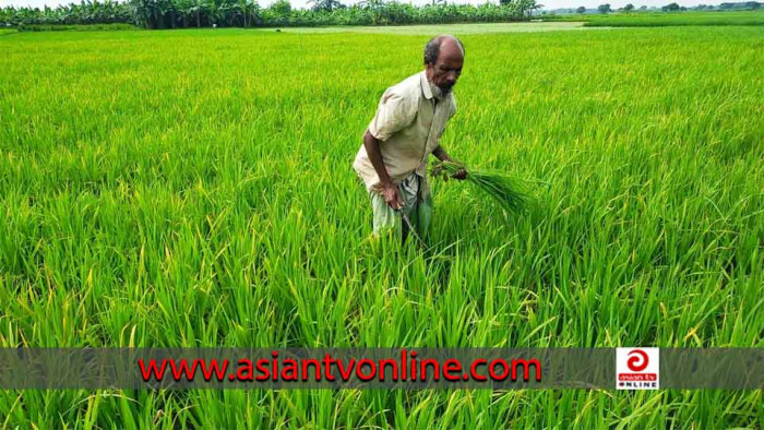 মেহেরপুরে আমন ধানের ক্ষেতে পোকার আক্রমণ