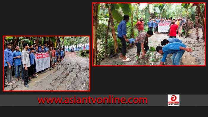 রাজাপুরে কর্দমাক্ত রাস্তায় কচু গাছ লাগিয়ে প্রতিবাদ