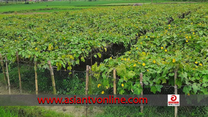 সৈয়দপুরে জনপ্রিয় হয়ে উঠেছে ঝিঙে চাষ