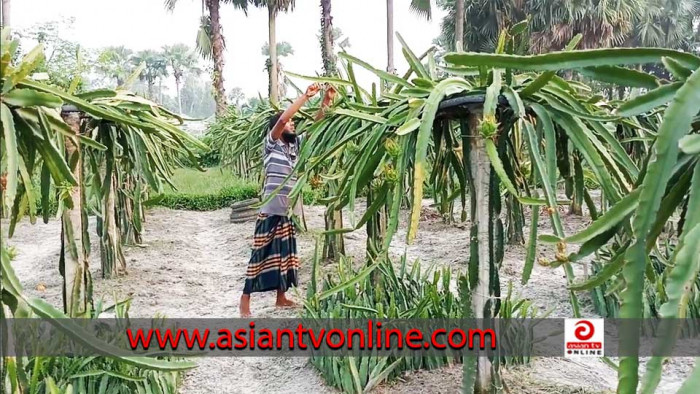 শিবগঞ্জে বাণিজ্যিকভাবে ড্রাগন চাষ