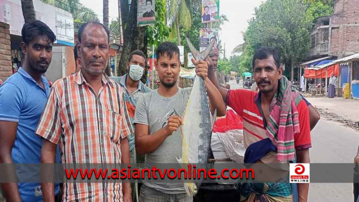 মেহেরপুরে দেখা মিললো রকেট ইলিশের, মৎস্য কর্মকর্তা বললেন এ নামে কোনো ইলিশ নেই