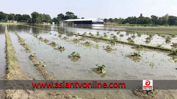 টানা বৃষ্টিতে ডুবে গেছে বগুড়ার শত শত হেক্টর সবজি খেত