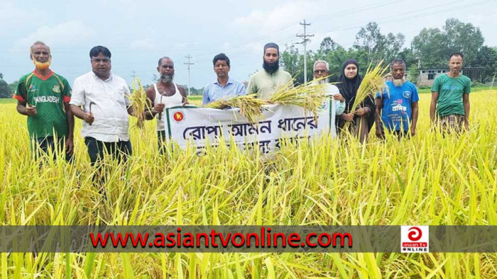 নীলফামারীতে আগাম আমন ধানের নমুনা শস্য কর্তন