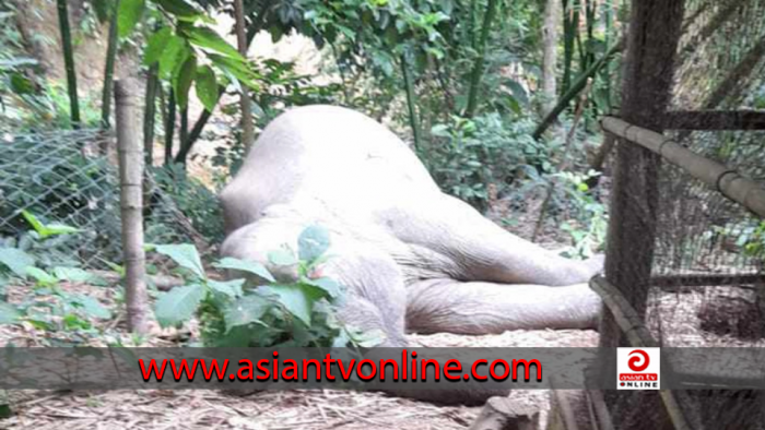 কাপ্তাইয়ে বন্য হাতির মৃতদেহ উদ্ধার