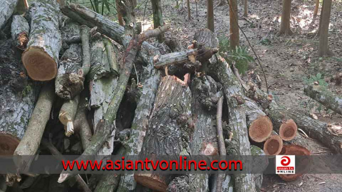 মাগুরায় নিয়মনীতির তোয়াক্কা না করে সরকারি রাস্তার গাছ বিক্রির অভিযোগ